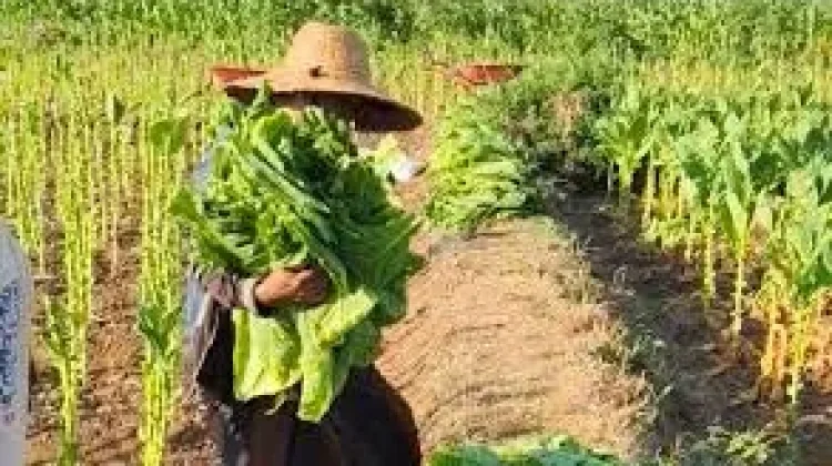 Biaya Produksi Tembakau 2026 Meningkat, Petani Pasongsongan Minta Harga Sesuai