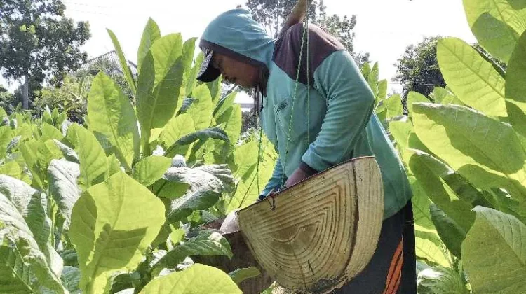 Petani Pasongsongan Keluhkan Tingginya Biaya Produksi Tembakau