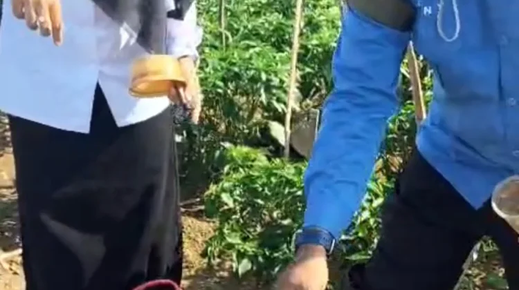 DKPP Sumenep Gencarkan Pengendalian Bakteri Layu pada Cabai di Lenteng