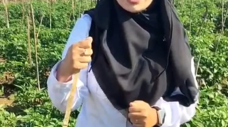 DKPP Sumenep Gencarkan Pengendalian Bakteri Layu pada Cabai di Lenteng