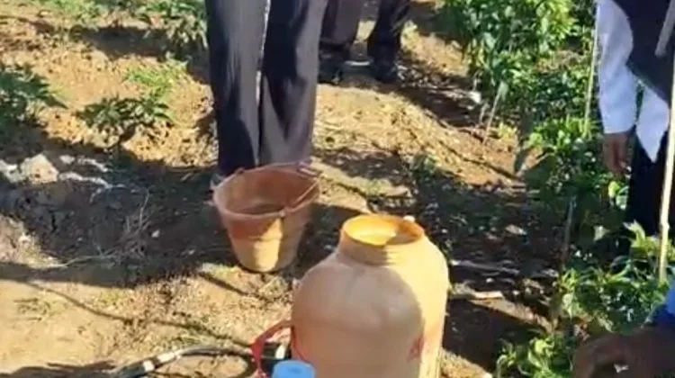 DKPP Sumenep Gencarkan Pengendalian Bakteri Layu pada Cabai di Lenteng