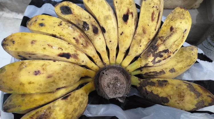 Pisang Kepok, Primadona untuk Diolah Jadi Aneka Camilan Rumahan