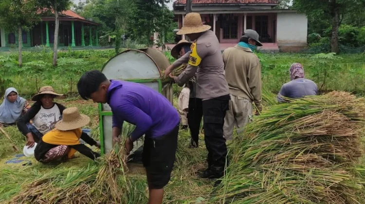 Bhabinkamtibmas Polsek Ambunten Polresta Sumenep Panen Bersama Petani