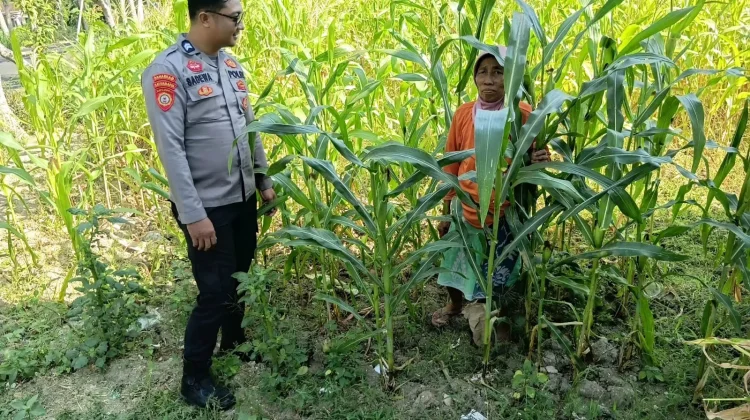 Personel Polsek Batuputih Polresta Sumenep Pantau Tanaman Jagung Warga