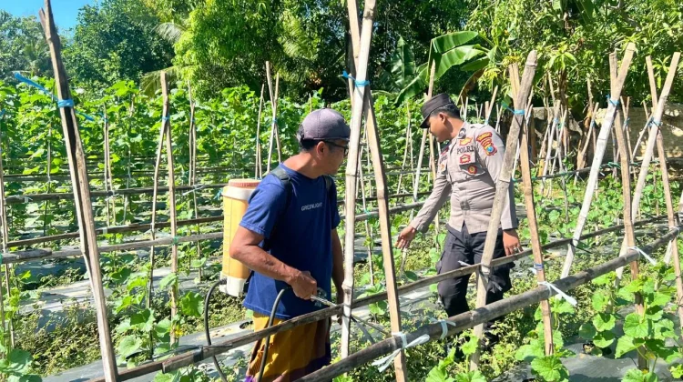 Personel Polsek Prenduan Polresta Sumenep Pantau Budidaya Melon Warga