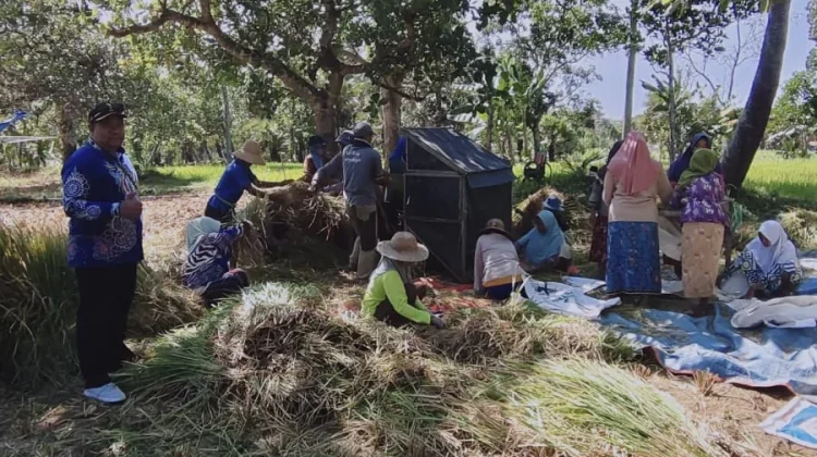 Panen Oplah Tengedan, Batuputih Sumenep Capai 5 Hektar