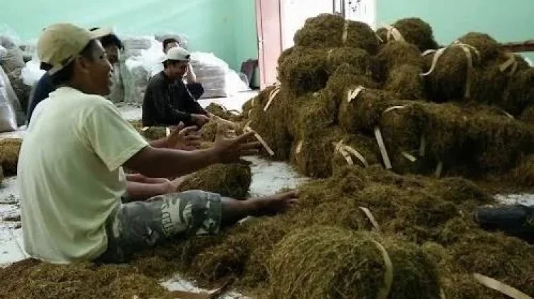 Memasuki Masa Panen, PR Lokal Diminta Serap Maksimal Hasil Panen Tembakau