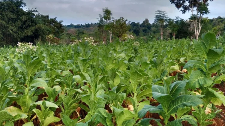 Petani Sumenep Tunda Panen Daun tengah Demi Jaga Kualitas Tembakau