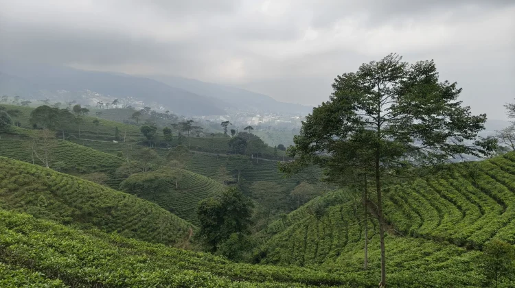 Mitos vs Fakta Perkebunan Teh! Benarkah Ada Penunggu di Perkebunan Teh?