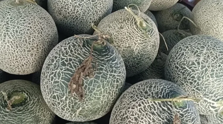Tips Memilih Buah Melon yang Manis dan Segar