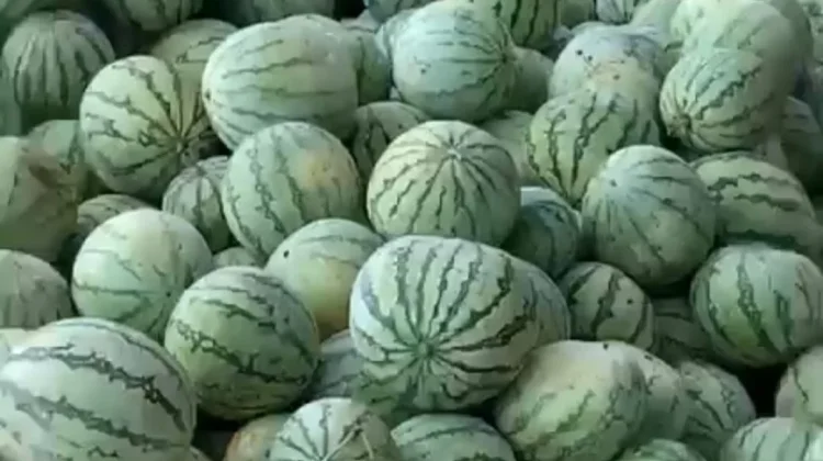 Semangka Miliki Banyak Manfaat bagi Kesehatan