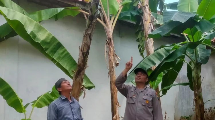 Polsek Batuputih Polresta Sumenep Dorong Ketahanan Pangan Warga