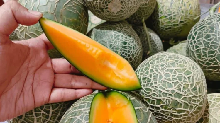 Melon Hami, Buah Premium Berdaging Oranye yang Manis dan Menyegarkan