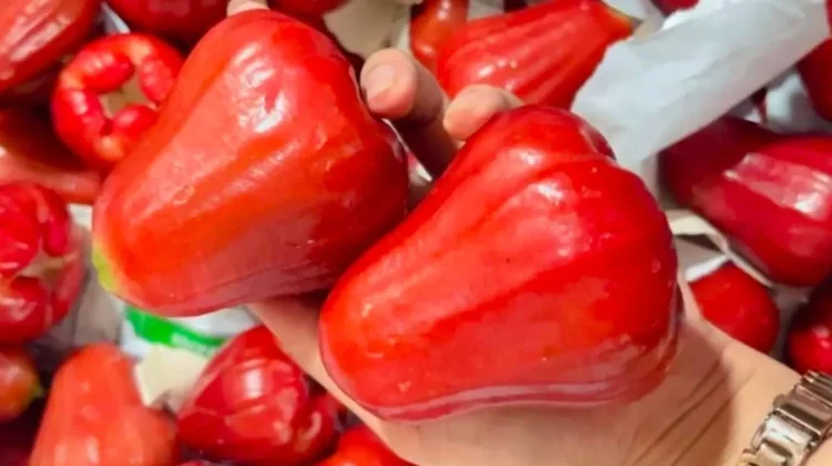 Jambu Citra, Buah Segar yang Mulai Diminati Warga Sumenep