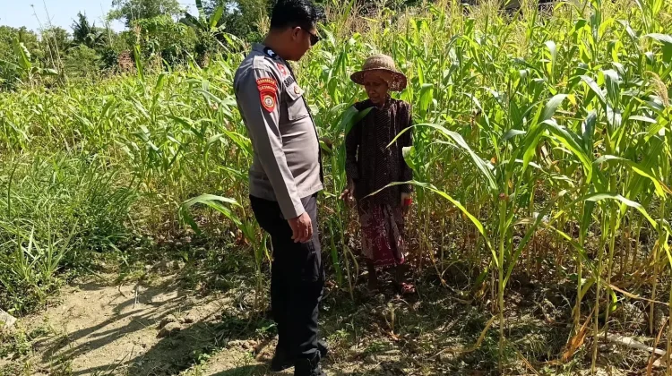 Polsek Batuputih Pantau Tanaman Jagung Warga Program P2B