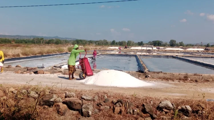 Harga Garam Mulai Tertekan, Petani Cemas Menanti Panen