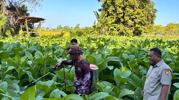 KKN Universitas Wiraraja Dorong Pertanian Ramah Lingkungan melalui Green Social