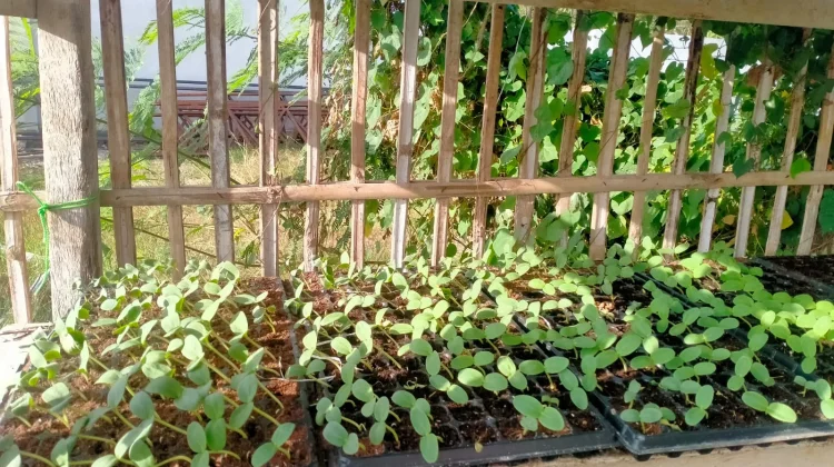 lewat Program KEI, Green House di Alas Malang Jadi Motor Pertanian Modern
