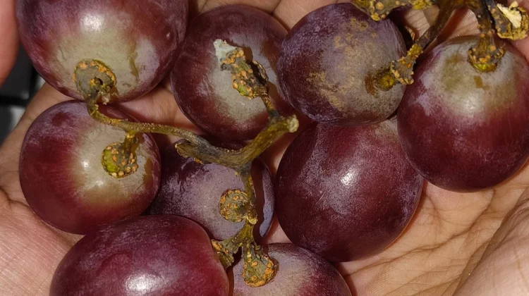 Sering Jadi Camilan, ternyata Anggur Merah Punya Kandungan Baik untuk Kesehatan