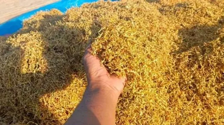 Hasil Panen Tembakau di Sumenep Diperkirakan Tembus 9.600 Ton