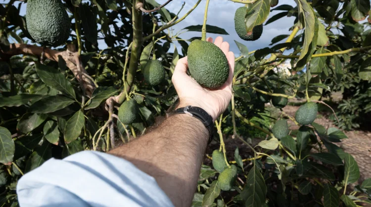 Superfood Favorit, Pertanian Alpukat Ancaman Tersembunyi bagi Lingkungan
