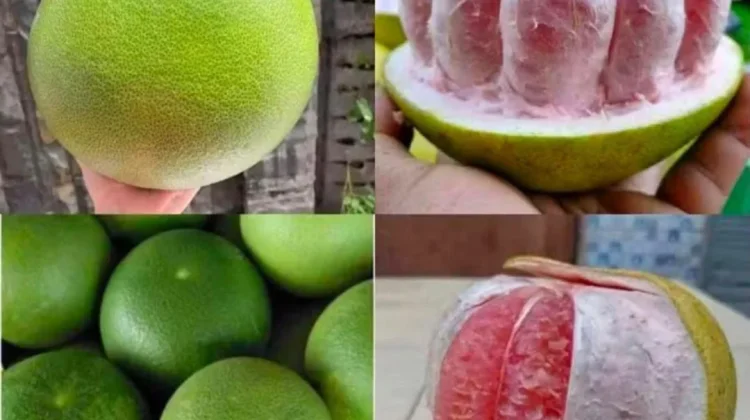 Jeruk Bali buah Rasanya Segar dan Cocok Dinikmati Bersama Keluarga