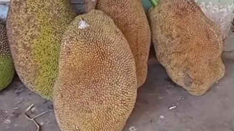 Buah Nangka Punya Tempat Tersendiri di Hati Warga Sumenep