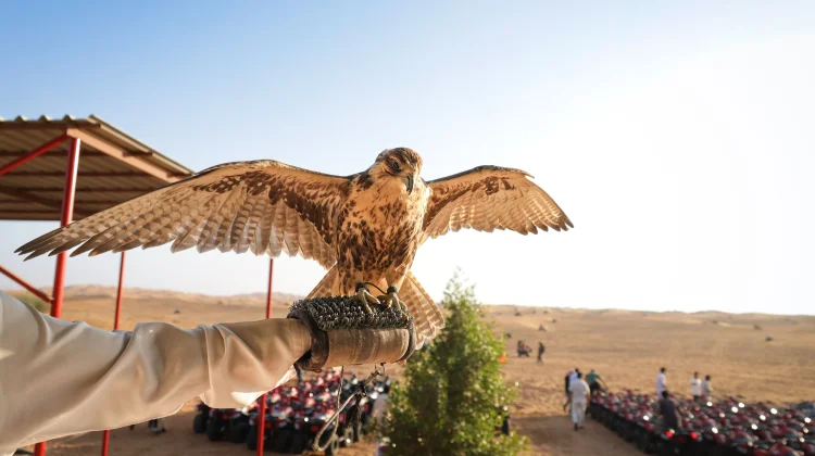 Mengenal Falconry di Uni Emirat Arab
