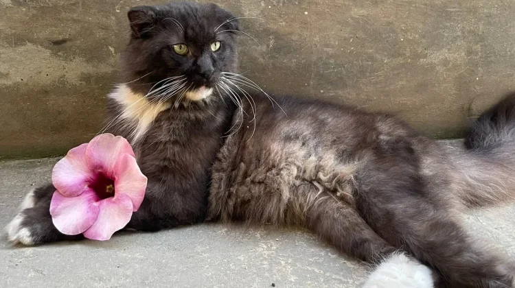 Bukan Cuma Manusia, Kucing juga Bisa Donor Darah!