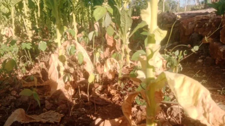 Harga Tembakau Krosok Sumenep Menanjak, Petani Panen Syukur