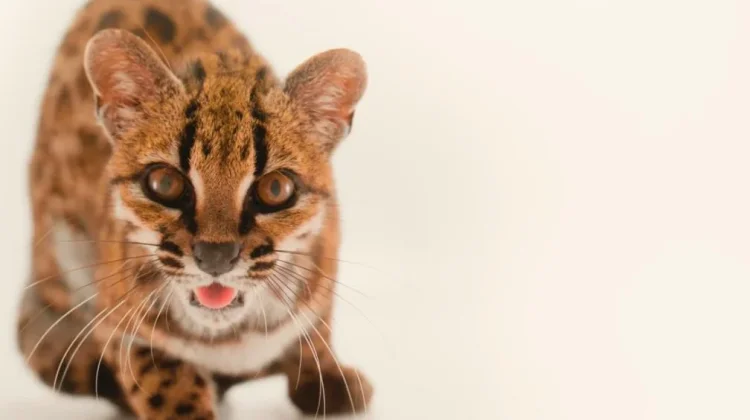 Tilcayo, Kucing Liar Baru dari Hutan Awan Bolivia