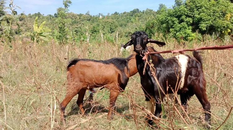 Bolehkah Kambing Satu Testis untuk Kurban?