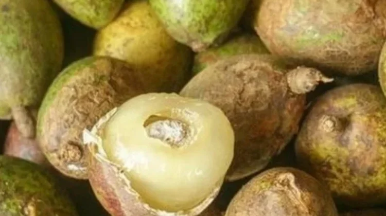 Matoa, Buah Tropis Khas Papua yang Mulai Diminati Warga Sumenep