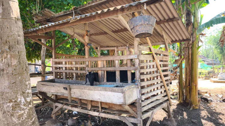 Peternak Kambing Bluto Keluhkan Banyak Ternak Mati