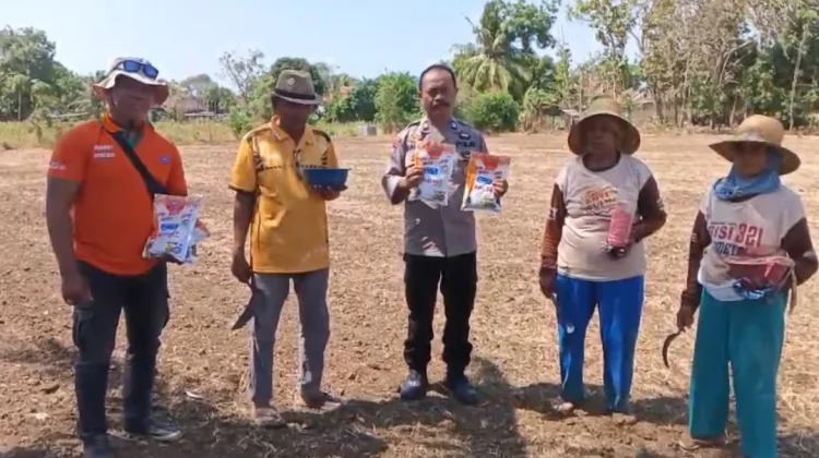 Demplot Jagung di Saronggi Jadi Uji Varietas Unggul untuk Petani