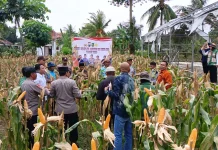 Panen Demplot Jagung Perdana Perkuat Ketahanan Pangan Saronggi