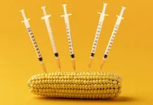 Rahasia di Balik Lahirnya Pangan GMO