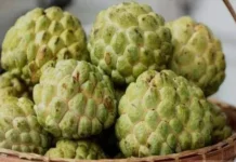 Buah Srikaya Jadi Pilihan Sehat untuk Berbuka Puasa