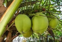 Manfaat Buah Kelapa saat Puasa, Bantu Pulihkan Energi Tubuh