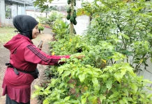 Cabai Mahal, Warga Sumenep Nikmati Panen di Pekarangan dan Berbagi
