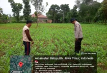Polsek Batuputih Pantau Jagung Lokal Dukung Ketahanan Pangan