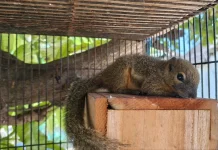 Pastikan legal! Ini Serba-Serbi Memelihara Tupai yang Perlu Diketahui