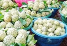 Buah Srikaya Bluto Jadi Primadona Takjil Ramadan di Sumenep