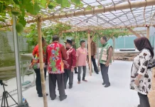 Pemkab Sumenep Perluas Pengembangan Sektor Perkebunan