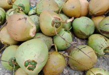 Segelas Kelapa Muda, Penghilang Dahaga saat Buka Puasa
