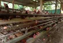 Beternak Ayam Petelur Masih Digeluti