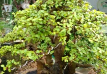 Hobi Tanaman Bonsai Masih Diminati