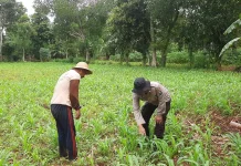 Polsek Batuputih Monitoring Jagung Lokal Warga