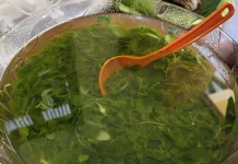 Mengenal Sayur Maronggi, Daun Kelor yang Sering Diragukan