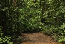 Hari Hutan Sedunia 2026: Menyoroti Peran Hutan bagi Ekonomi dan Kehidupan